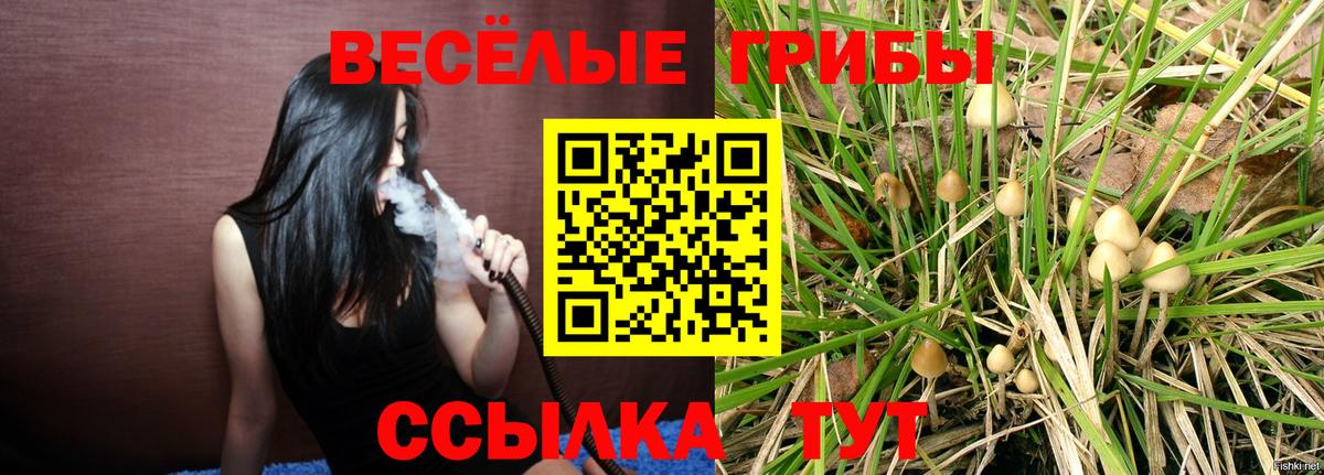 Луга  Псилоцибиновые грибы Psilocybe  Вход с VPN 